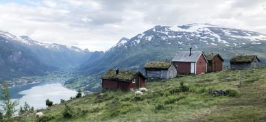 Sau På Beite Loen Foto Vilde Haarsaker