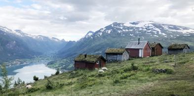 Sau På Beite Loen Foto Vilde Haarsaker