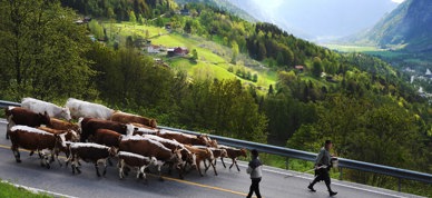 Teig Flatdal, Telemark - Foto: Kathrine Kinn