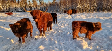 20231225 143252(1) (1)