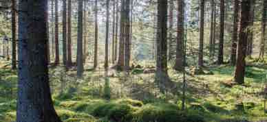 Standard Compressed Granskog I Motlys