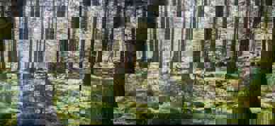 Standard Compressed Granskog I Motlys