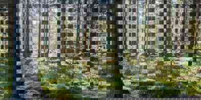 Standard Compressed Granskog I Motlys