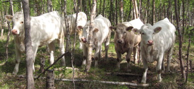 Ammekyr På Beite I Rostadalen (Foto Chris Dybvad)