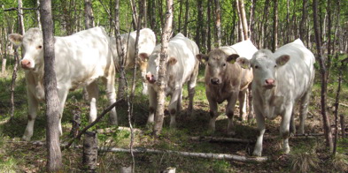 Ammekyr På Beite I Rostadalen (Foto Chris Dybvad)