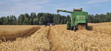 Tresking Og Halmberging I Løten