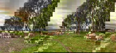 Sau I Utmark 2 (Foto Holemark Gård)