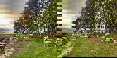 Sau I Utmark 2 (Foto Holemark Gård)