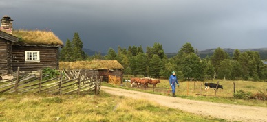 Seterdrift - Foto: Vilde Haarsaker/NBS