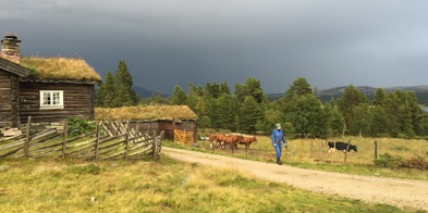 Seterdrift - Foto: Vilde Haarsaker/NBS