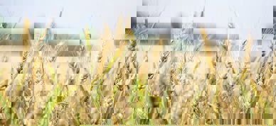 Korn, hvete - Foto: Pixabay/Pexels