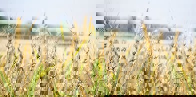 Korn, hvete - Foto: Pixabay/Pexels