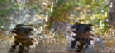 Jerv i skogen, foto Hans Veth/Unsplash - Foto: Hans Veth/Unsplash