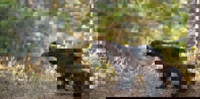 Jerv i skogen, foto Hans Veth/Unsplash - Foto: Hans Veth/Unsplash