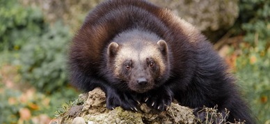 Wildfaces Wolverine 3065318 640