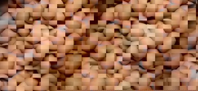 Mange brune egg - Foto: Raiyan Zakaria/Unsplash