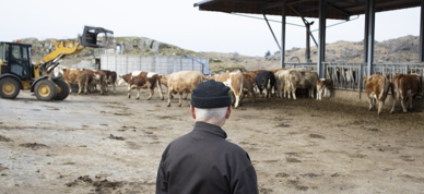 Inntektsutvalget Bonde Som Ser På Kyra - Foto: Nora May Engeseth/NBS