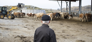 Inntektsutvalget Bonde Som Ser På Kyra - Foto: Nora May Engeseth/NBS