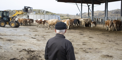 Inntektsutvalget Bonde Som Ser På Kyra - Foto: Nora May Engeseth/NBS