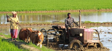 Bønder internasjonalt traktor kyr - Foto: Rajesh Ram/Unsplash