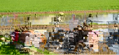 Bønder internasjonalt traktor kyr - Foto: Rajesh Ram/Unsplash