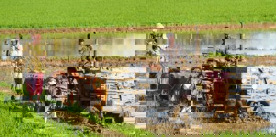 Bønder internasjonalt traktor kyr - Foto: Rajesh Ram/Unsplash