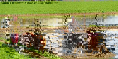 Bønder internasjonalt traktor kyr - Foto: Rajesh Ram/Unsplash