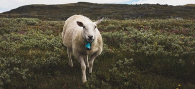 Sau På Utmarksbeite Foto Kaia Alekse Emberland 1