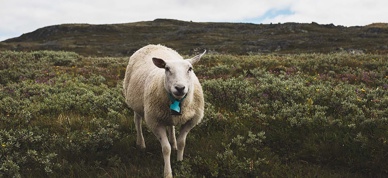 Sau På Utmarksbeite Foto Kaia Alekse Emberland 1
