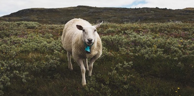 Sau På Utmarksbeite Foto Kaia Alekse Emberland 1