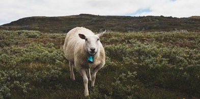 Sau På Utmarksbeite Foto Kaia Alekse Emberland 1