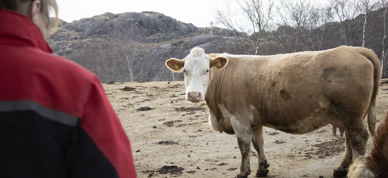dyrevelferd ammeku kvinne bonde med dyra - Foto: Nora May Engeseth/NBS