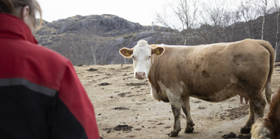 dyrevelferd ammeku kvinne bonde med dyra - Foto: Nora May Engeseth/NBS