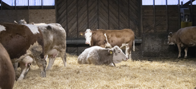Kyr i løsdriftsfjøs. En ku ligger i halm og slapper av. Bak denne kua står en annen ku. Kua er brun og hvit og ser mot kameraet. - Foto: Nora May Engeseth/NBS