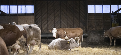 Kyr i løsdriftsfjøs. En ku ligger i halm og slapper av. Bak denne kua står en annen ku. Kua er brun og hvit og ser mot kameraet. - Foto: Nora May Engeseth/NBS