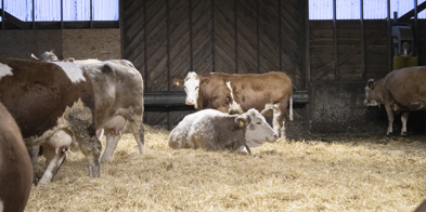 Kyr i løsdriftsfjøs. En ku ligger i halm og slapper av. Bak denne kua står en annen ku. Kua er brun og hvit og ser mot kameraet. - Foto: Nora May Engeseth/NBS