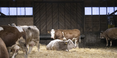 Kyr i løsdriftsfjøs. En ku ligger i halm og slapper av. Bak denne kua står en annen ku. Kua er brun og hvit og ser mot kameraet. - Foto: Nora May Engeseth/NBS