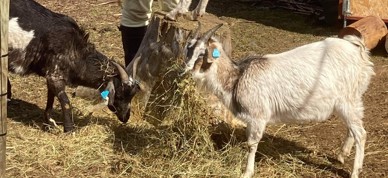 Geiter Høy Beskjert
