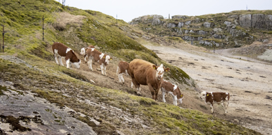 Ammeku På Gress Kopi