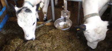 Ku båsfjøs STN - Foto: Margrethe Figved