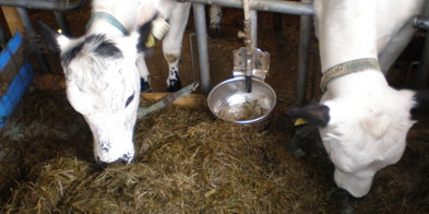 Ku båsfjøs STN - Foto: Margrethe Figved