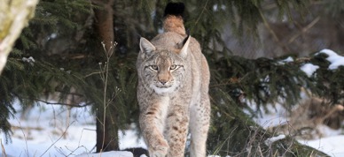 Lynx G452850449 1920