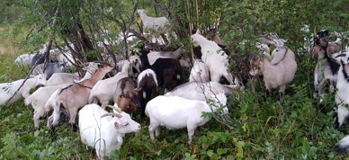 geiter i kratt - Foto: Bente Michelsen