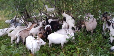 geiter i kratt - Foto: Bente Michelsen