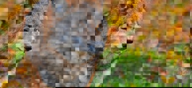 Ulv om høsten - Foto: Steve/Pexels