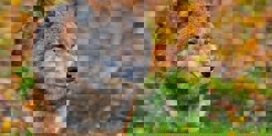 Ulv om høsten - Foto: Steve/Pexels