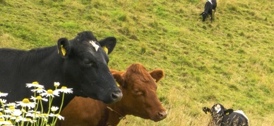 Et Me Ikkje Norsk Mat No...