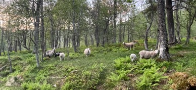 Sauer på beite i skogen