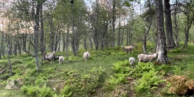 Sauer på beite i skogen