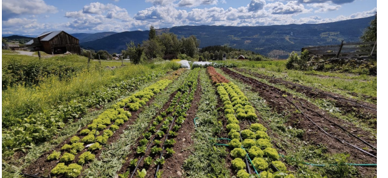 Grønnsaksprosjektbilde